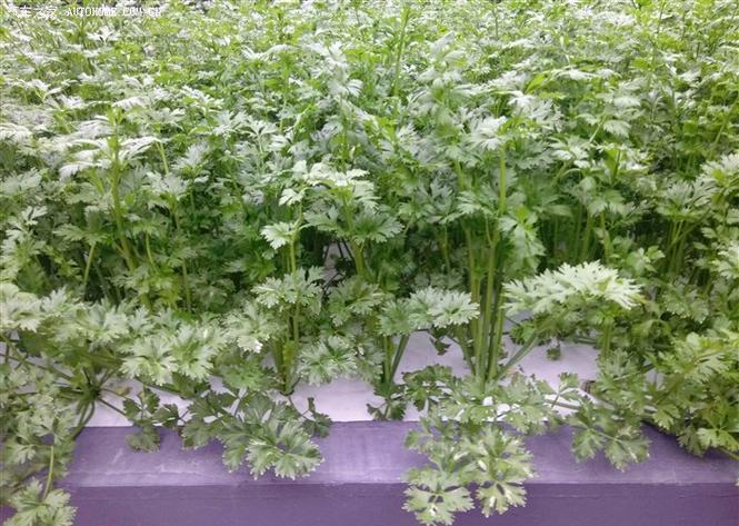芹菜的NFT工厂化栽培模式与栽培技术研究