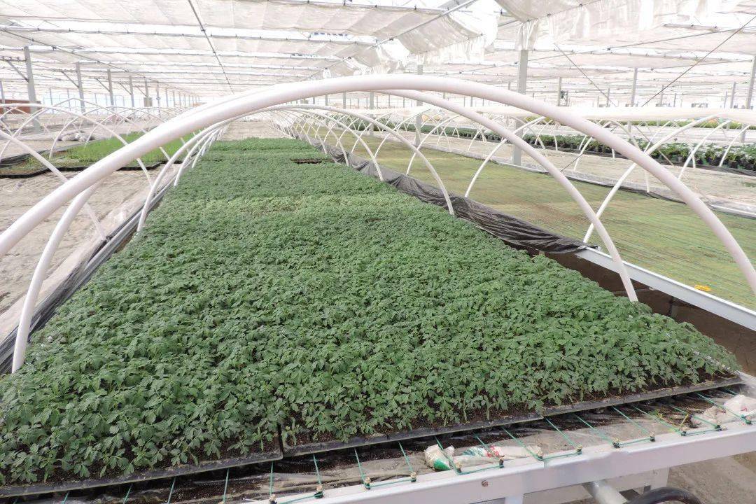 赣南地区大棚保温番茄越冬栽培技术研究
