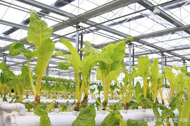无土栽培技术研究 蔬菜品质与产量的双赢之道