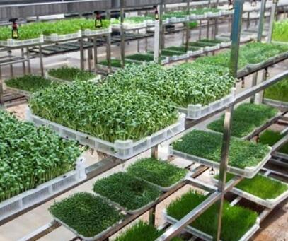 芽苗人家芽苗菜工坊教你种植芽苗菜 从栽培技术到成本分析