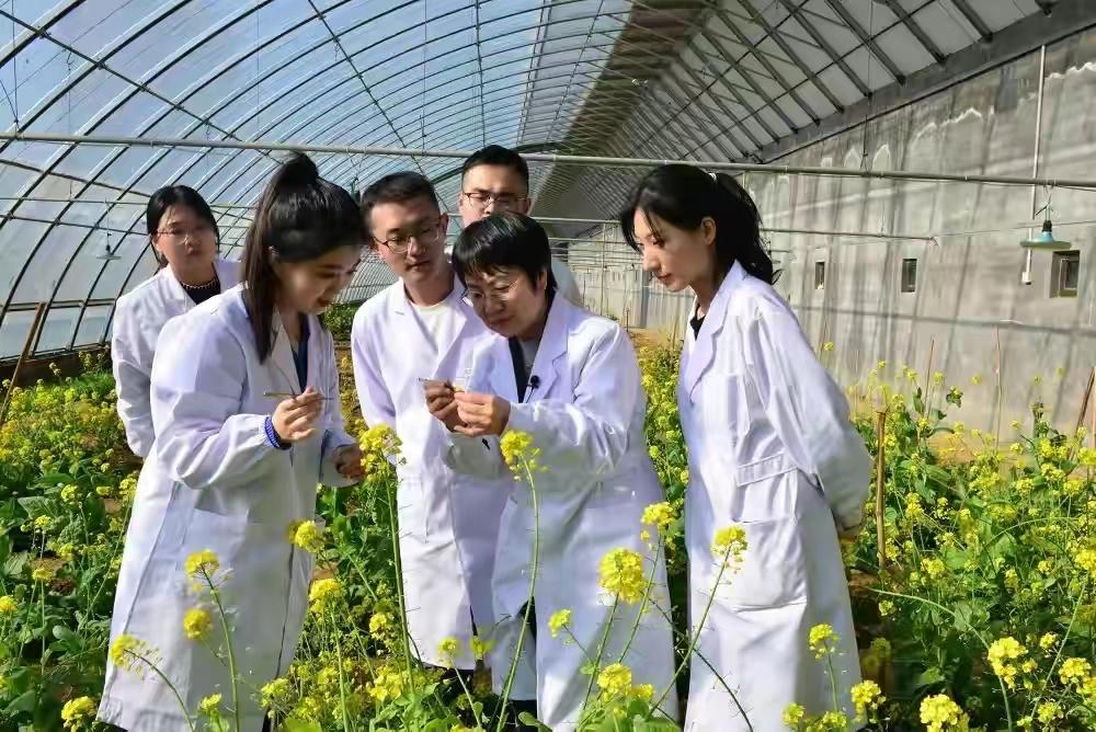 新型特菜西兰苔,怎么种植产量更高?栽培管理需掌握哪些技术?